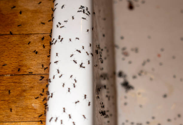 Wildlife Control Services in Gibson, AR
