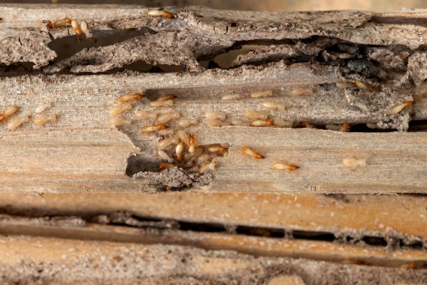 Best Flea Control Services  in Gibson, AR